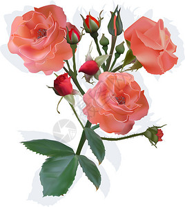 用白色背景上隔离的浅红玫瑰插画