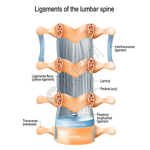 右上横韧带腰脊椎的排列线插画