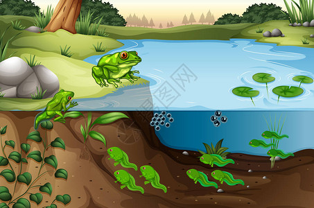 池塘插图中的青蛙场景图片