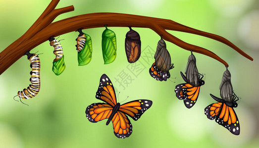 科学蝴蝶生命周期图图片