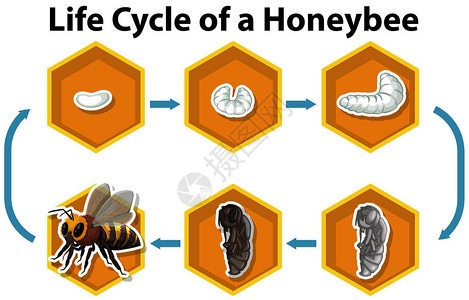 蜜蜂插图的生命周期图片