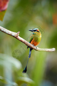 国鸟superciliosa热带鸟的垂直照片插画