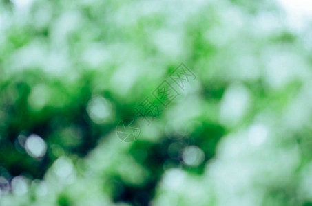新鲜的绿色生物抽象模糊背景春季或夏季图片