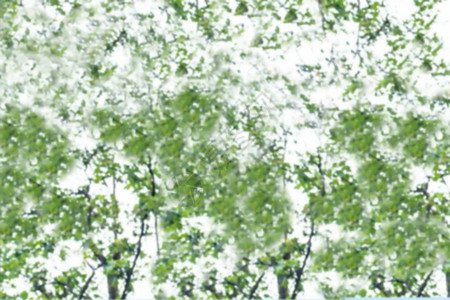 树绿叶背景的抽象模糊图像图片