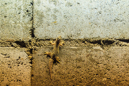 晚上在砖墙上关闭蜥蜴有蜥蜴的抽象背景砖墙有蜥蜴的图片