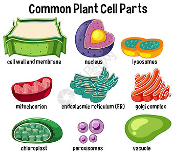 溶酶体常见的植物细胞零件图插画