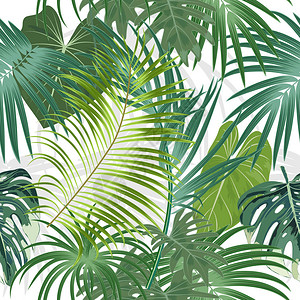 热带植物无缝结构棕榈树的热带图片