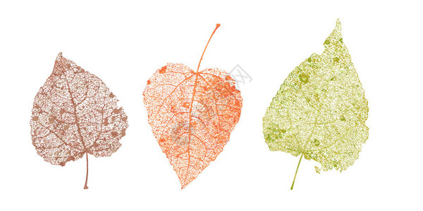 一套骷髅叶子秋季设计的落叶白杨和桦树的天然叶子图片