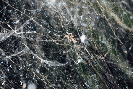 抽象密集的蜘蛛网背景图片