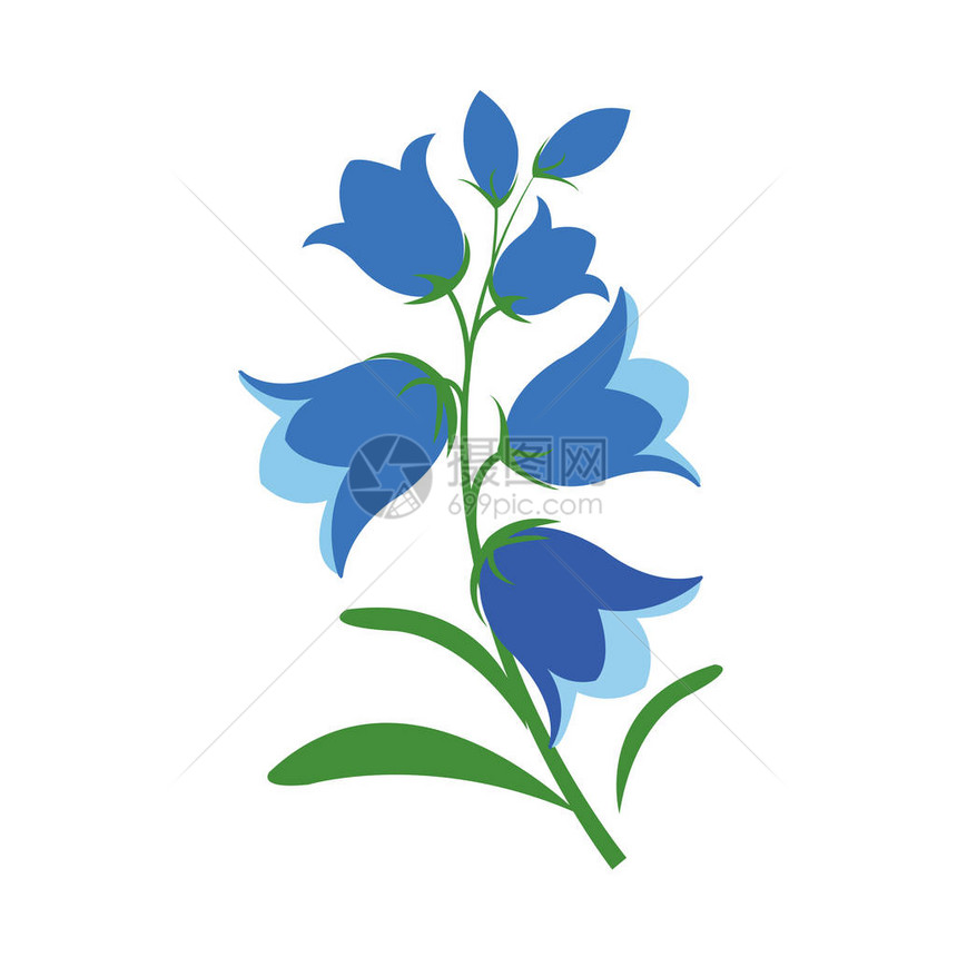 自然花蓝铃花矢量植物园花卉叶植物图片