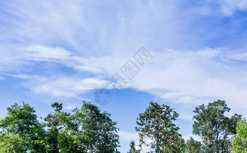 用于插图的天空和树木的背景图像图片