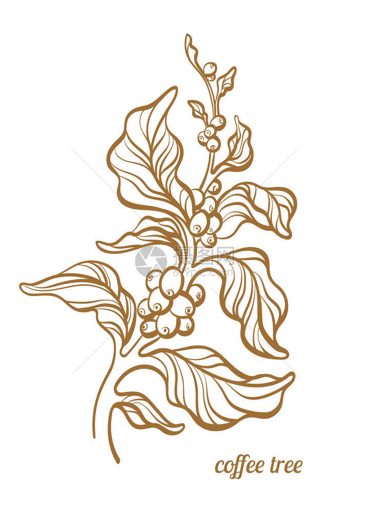 矢量咖啡分支与叶子和咖啡豆植物艺术线条画设计现实植物生态食品自然背景有机素描插图在白色背景Eps图片