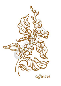 矢量咖啡分支与叶子和咖啡豆植物艺术线条画设计现实植物生态食品自然背景有机素描插图在白色背景Eps背景图片