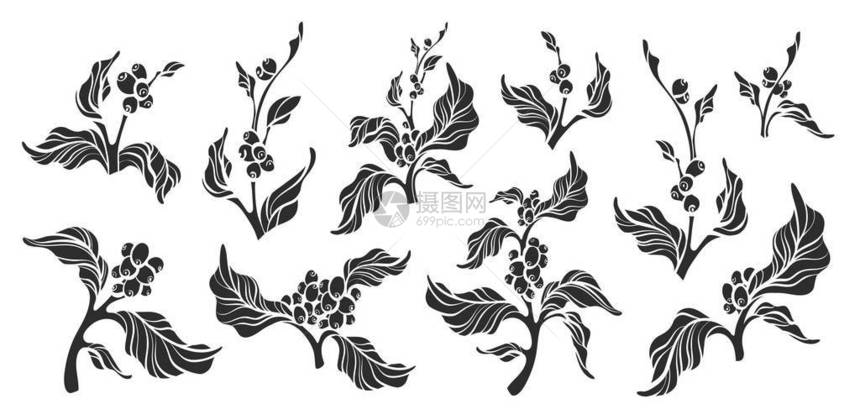 一组逼真的咖啡分支与叶子和天然咖啡豆植物形状绘图设计自然植物生态食品有机剪影插图隔离在白色图片