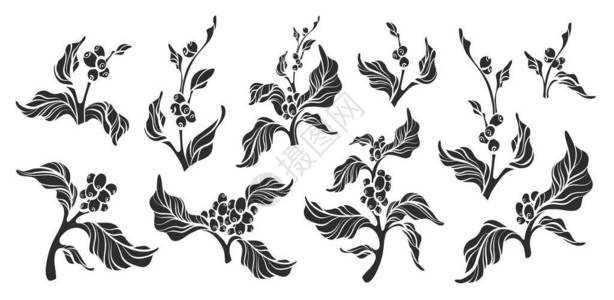 一组逼真的咖啡分支与叶子和天然咖啡豆植物形状绘图设计自然植物生态食品有机剪影插图隔离在白色背景图片