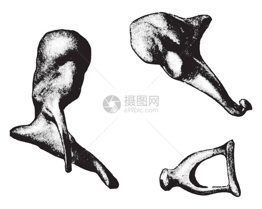 耳锤铁砧马镫复古雕刻插图的骨头图片