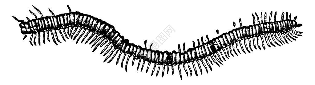 煤田在Glasgow煤矿区发现的FosilcentipedeEuphoberiaBrownii插画