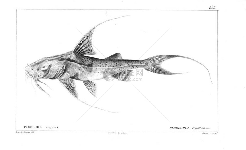 鱼的插图旧图像图片