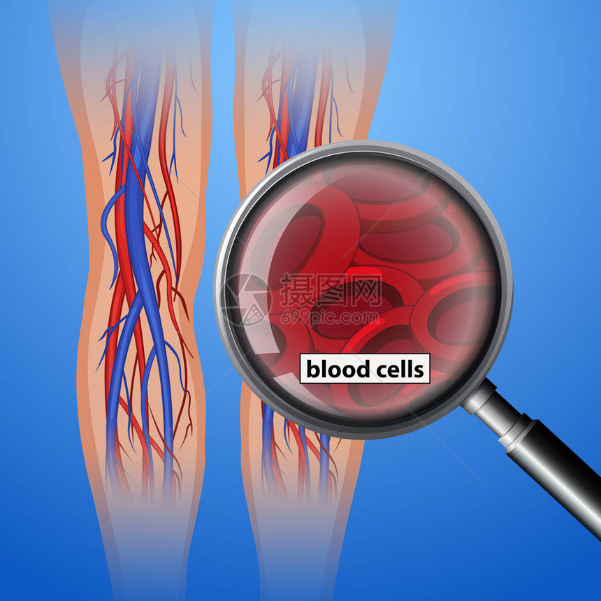 人体解剖血细胞图图片