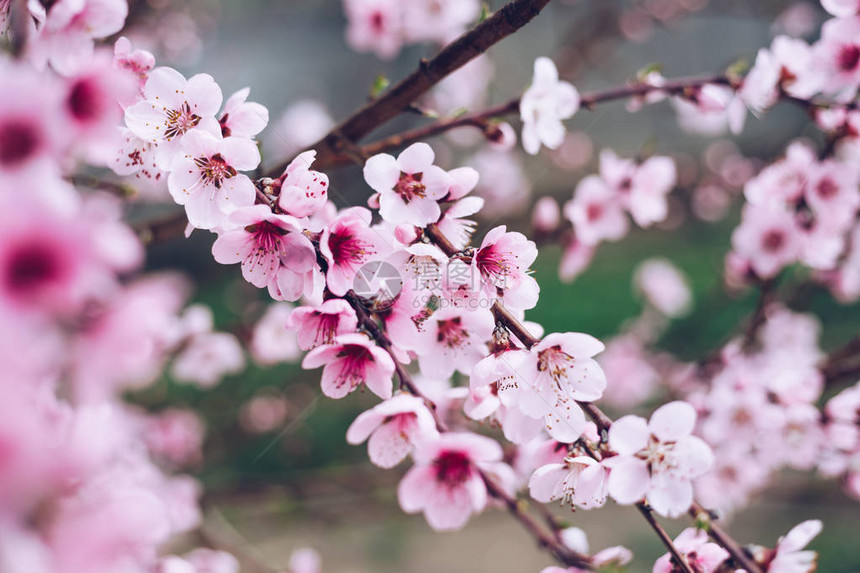 春天开花背景美丽的自然景观与盛开的树和太阳耀斑晴天春天的花朵美丽的果园抽象的模图片