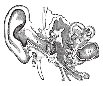 此图解代表耳古老线条绘图或雕刻图片