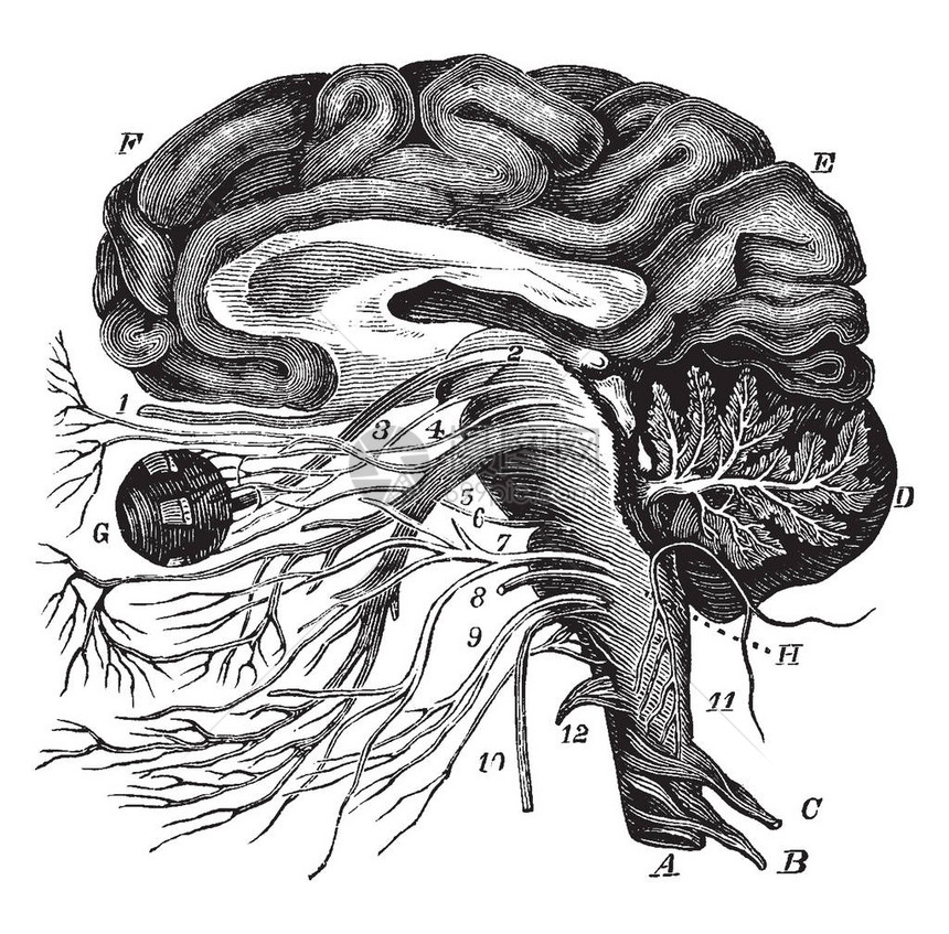 大脑和12对冠状神经的起源古老的线条图图片