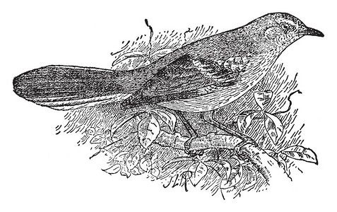 北海鸟是北美唯一常见的模型鸟类图片