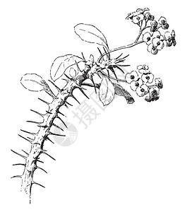 大戟属一张图片显示大戟芨草它属于大戟科它的荆棘是枯死的托叶复古线条画插画