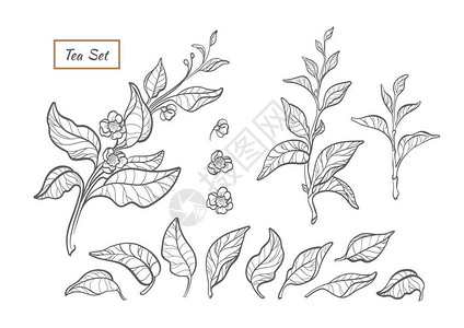 矢量自然集茶灌木枝叶花的剪影植物花卉生物系列有机健康新鲜艺术线插图隔离在白色背景背景图片