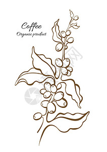 矢量咖啡树枝树叶天然豆类植物艺术线条画设计逼真的植物生食品自然背景有机饮料金色素描插图在白背景图片