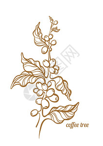 矢量咖啡树枝树叶天然豆类植物艺术画设计逼真的植物生食品自然背景有机金色素描插图在白背景图片
