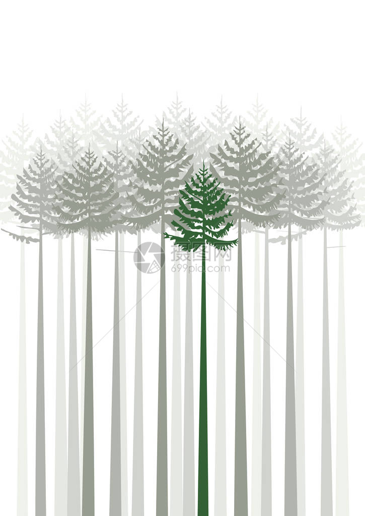 白色背景的森林fir树木圆图片