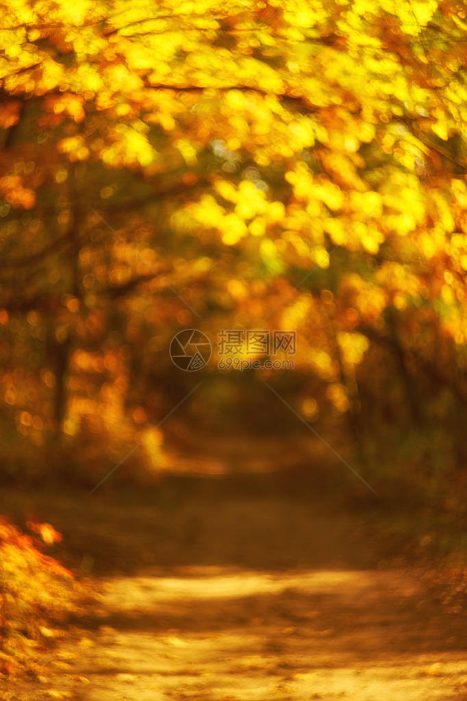 秋抽象的秋季颜色背景有神奇的灯图片