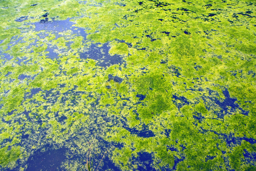 抽象的自然背景与蓝色水面上的绿色植物被遗弃的池塘的片段与绿色浮萍看起来像的鸟瞰图图片