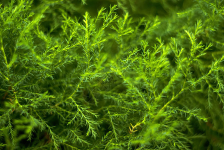 热带植物的天然树枝状本底模糊绿色抽象植物图片