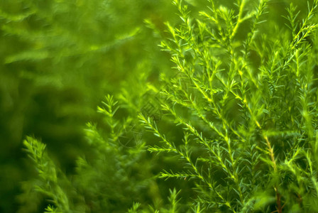 热带植物的天然树枝状本底模糊绿色抽象植物图片