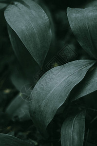绿色森林植物的叶子黑暗光图片