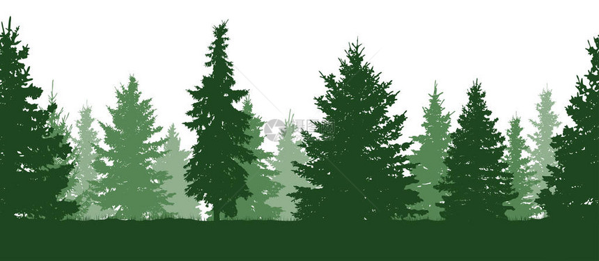 无缝模式森林绿色fir树的图片