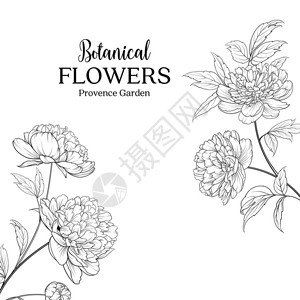 腼腆植物花环与牡丹的标志花园春天的花束花卡上白色插画