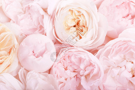 无焦点模糊的粉色红色英国玫瑰花瓣抽象浪漫背景图片