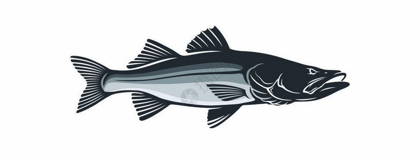 白色背景上常见的斯诺克鱼高清图片