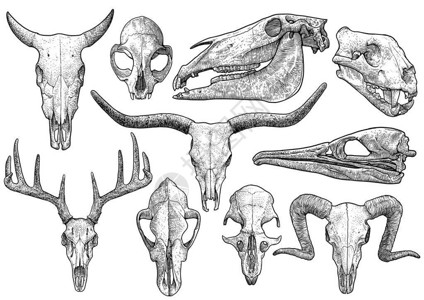 动物头骨收集图解绘画雕刻墨水直图片