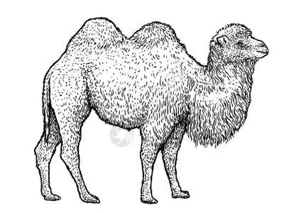 Bactrian骆驼插图绘画雕刻墨水线图片