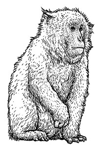 日本雪猴子木雕图画绘画雕刻墨水线图片
