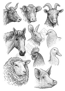 家庭农场动物头部肖像收集图解绘画雕刻墨水线背景图片