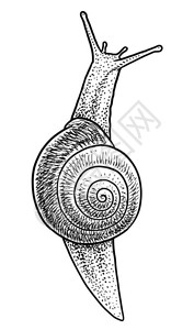 花园蜗牛插图绘画雕刻墨水线图片