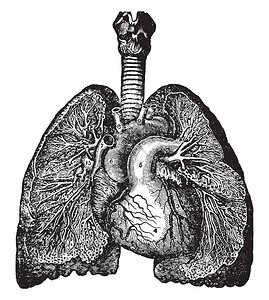 这个插图代表肺部的Bronchia和Veins古老的图片