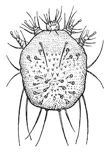 也称为疥疮人类狗和猫都可能因痒螨而感染这些螨虫在皮肤上的运动会产生瘙痒图片