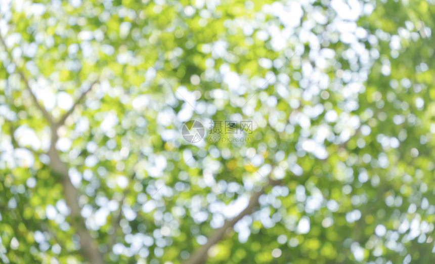 绿色树叶的抽象模糊的浅光图片