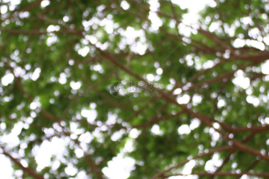 模糊的树木森林背景自然抽象布基软绿色背景植物夏树新鲜纹理图片